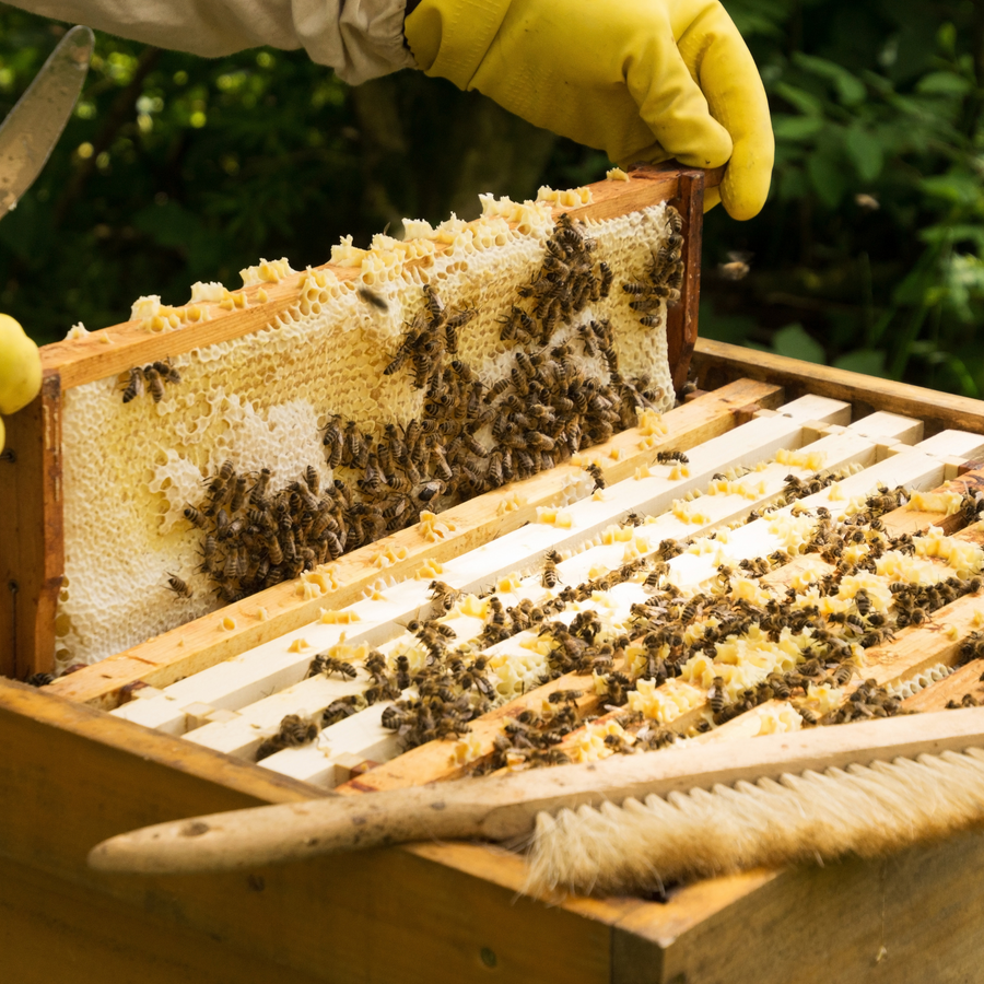 Beekeeping Courses | Online & In Person – Donegal Bees