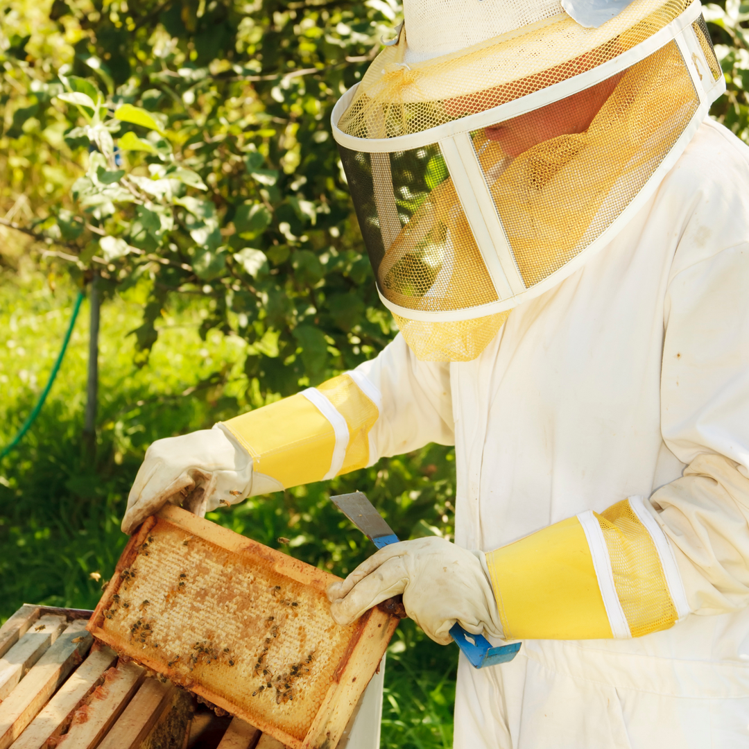 Beekeeping Courses | Online & In Person – Donegal Bees